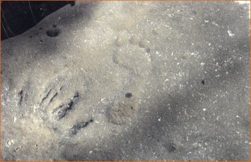 Footprint